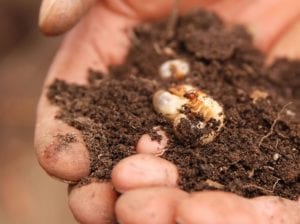 hands holding dirt with grubs in it
