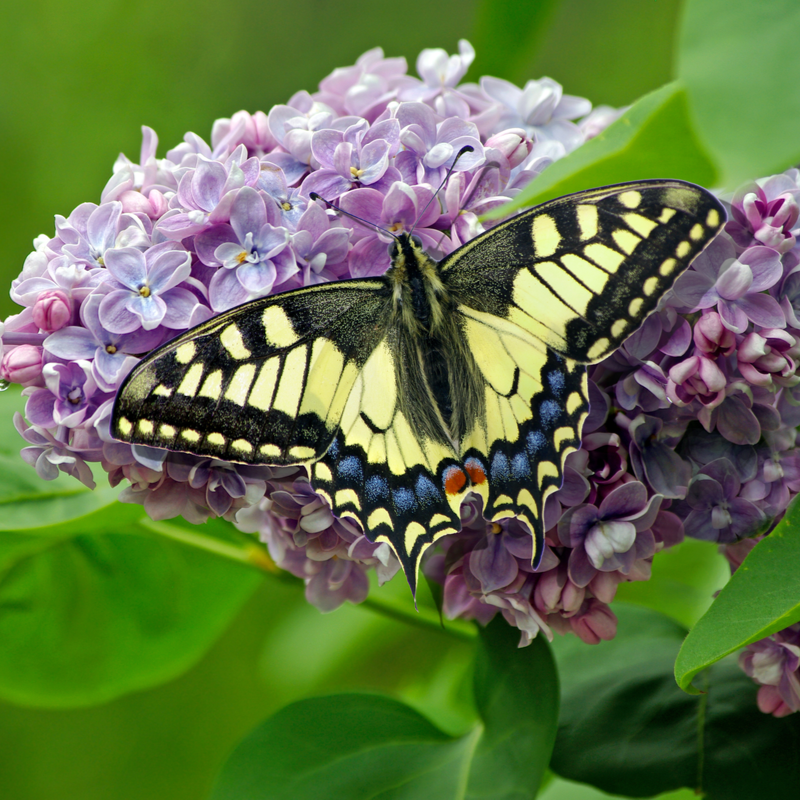butterfly on lilac