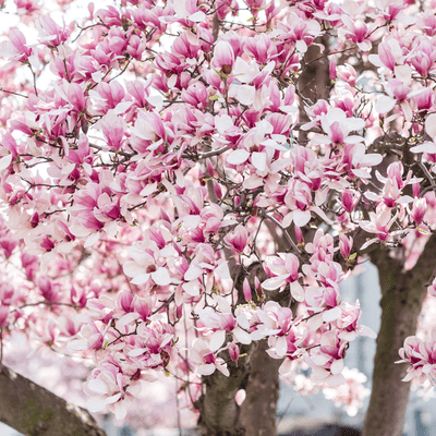 magnolia tree blooming 