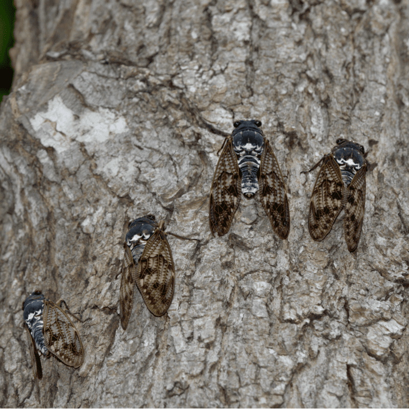 cicadas on a tree trunk