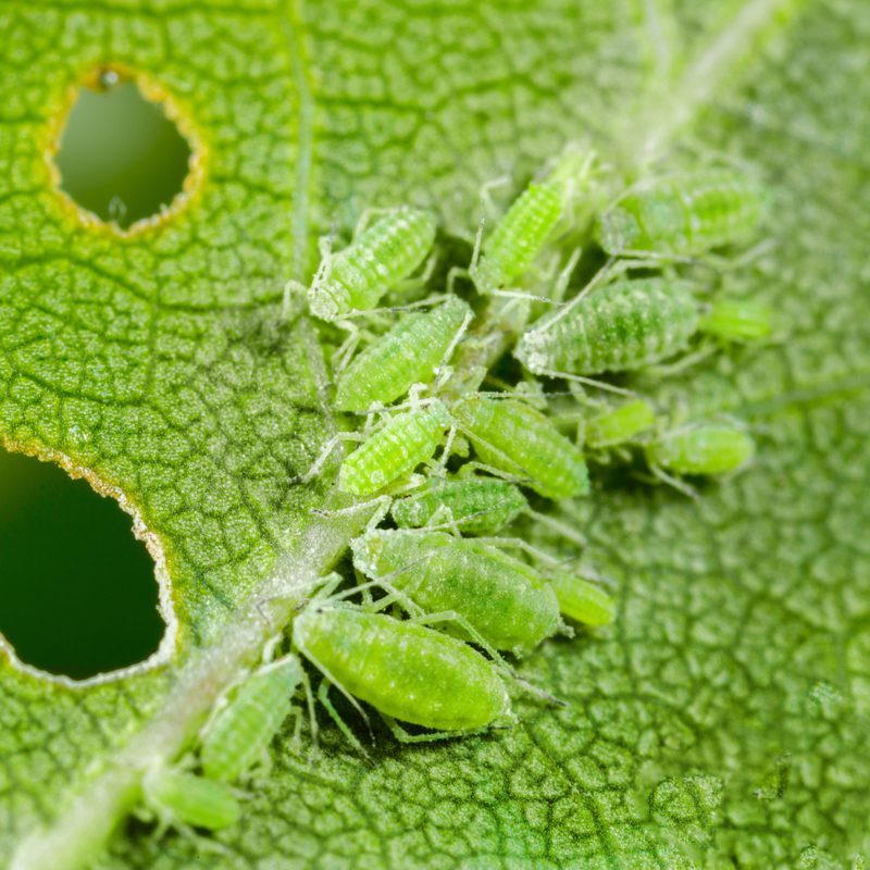 aphids on a leaf